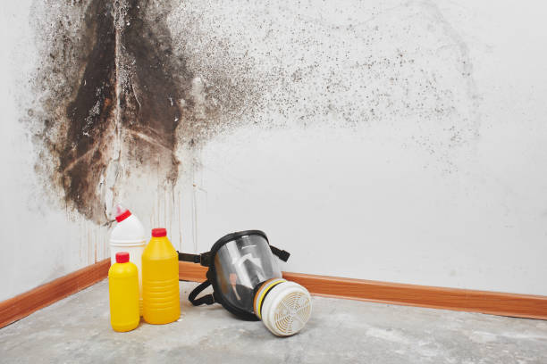 Best Mold Removal Company Near Me  in Concord, AL
