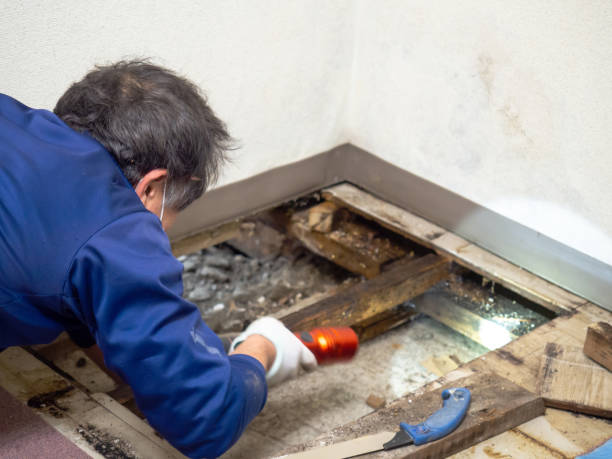Best Professional Mold Removal  in Concord, AL