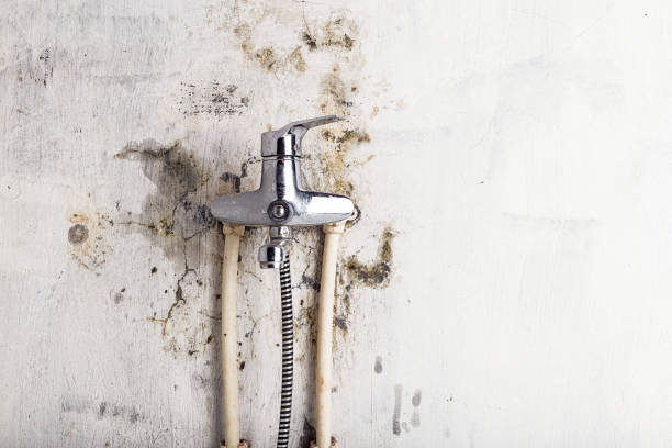 Best Mold Removal Company Near Me  in Concord, AL
