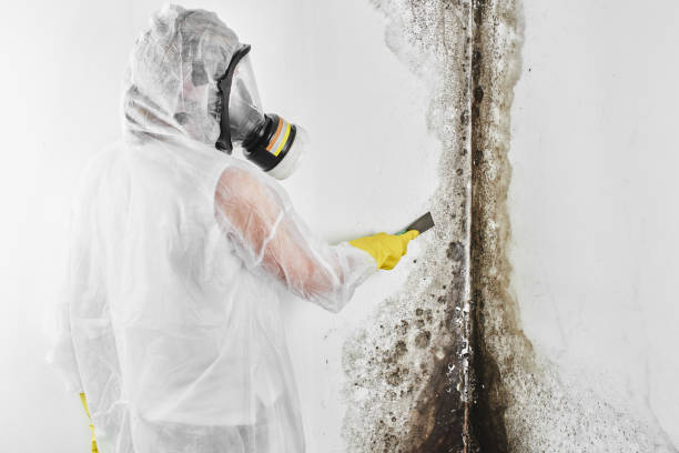 Concord, AL Mold Removal Company