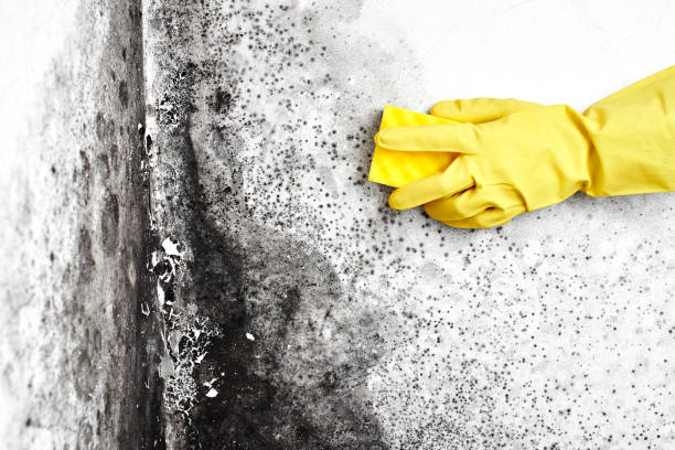 Best Office Mold Removal Services  in Concord, AL