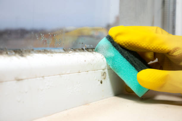 Reliable Concord, AL Mold Removal Solutions