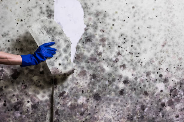 Best Mold Remediation  in Concord, AL