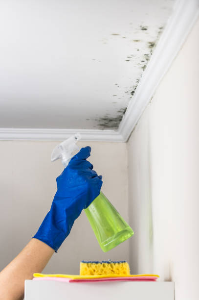 Best Professional Mold Removal  in Concord, AL