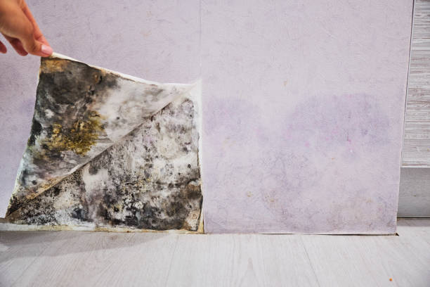 Best Commercial Mold Removal  in Concord, AL